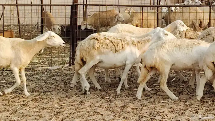 ضان حريه دفيع شرط 43 معها 2 فحول مولده منها 4 6