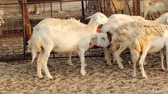 ضان حريه دفيع شرط 43 معها 2 فحول مولده منها 4 31