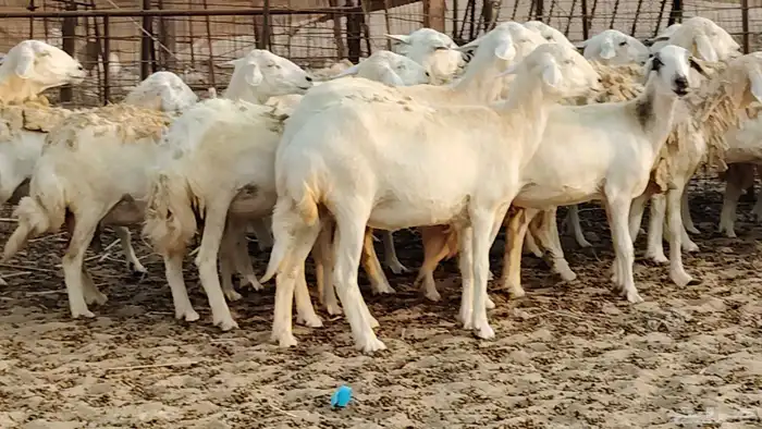 ضان حريه دفيع شرط 43 معها 2 فحول مولده منها 4 14