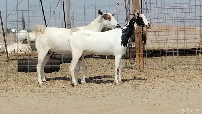 معزه مشروكه للبيع العدد 2 5