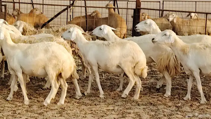 ضان حريه دفيع شرط 43 معها 2 فحول مولده منها 4 24