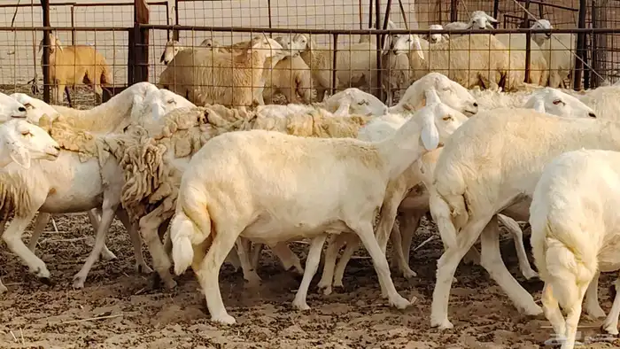 ضان حريه دفيع شرط 43 معها 2 فحول مولده منها 4 28