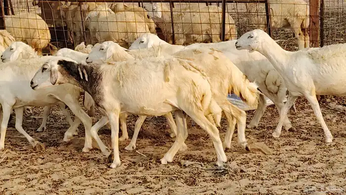 ضان حريه دفيع شرط 43 معها 2 فحول مولده منها 4 8