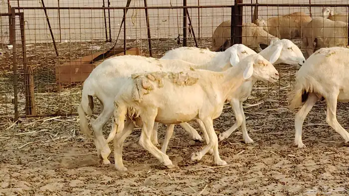 ضان حريه دفيع شرط 43 معها 2 فحول مولده منها 4 27