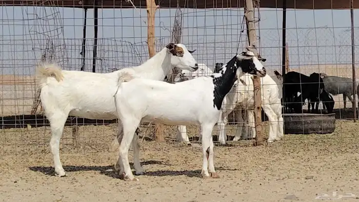 معزه مشروكه للبيع العدد 2 4