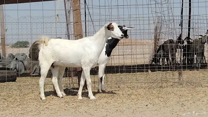 معزه مشروكه للبيع العدد 2 1