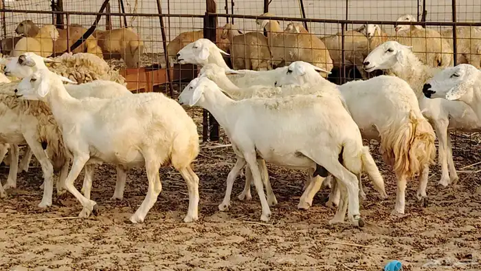 ضان حريه دفيع شرط 43 معها 2 فحول مولده منها 4 5