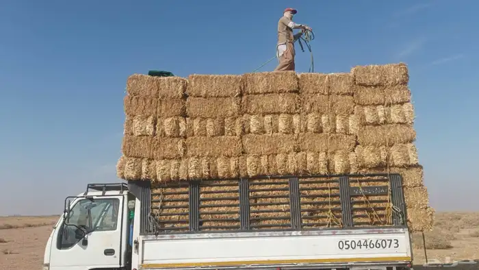 موجود تبن قمح شده طيب مقس 90 95لبان ويلجر 0