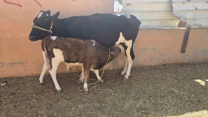 بقره ناتج كفو حليب وهديه شراط وسن ام ثلاثه 2