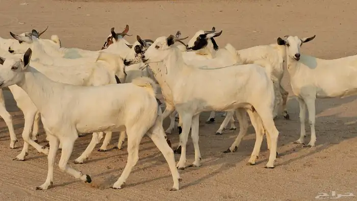 جفار بيشيات صنف طيب 8