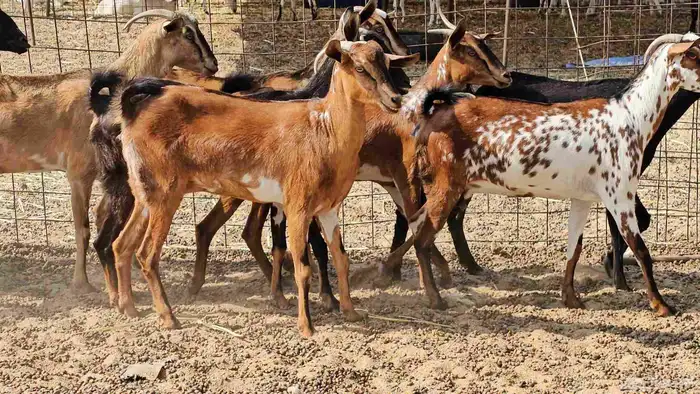 ماعز جنوبيات طيبات دفيع ومضاريع 6