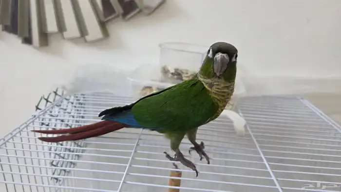 كنيور قرين شيك 1