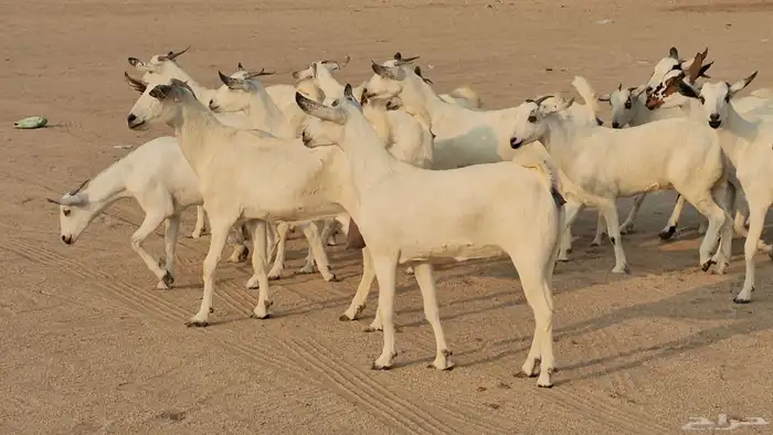 جفار بيشيات صنف طيب 1