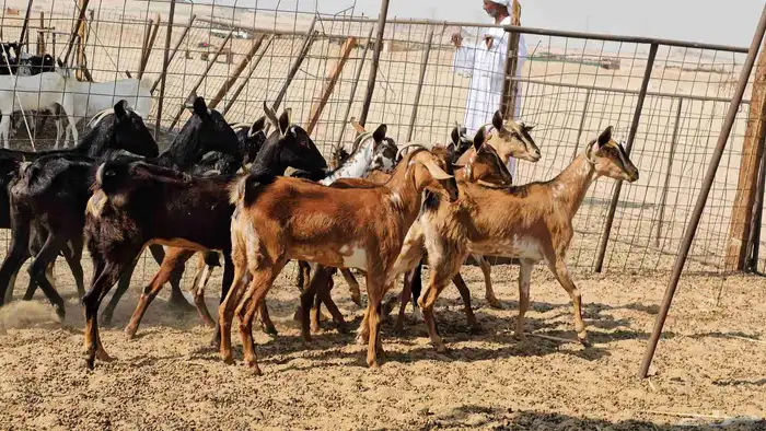 ماعز جنوبيات طيبات دفيع ومضاريع 5