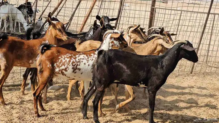 ماعز جنوبيات طيبات دفيع ومضاريع 9