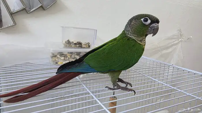 كنيور قرين شيك 0