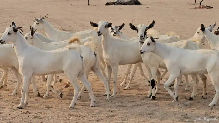 جفار بيشيات صنف طيب 0