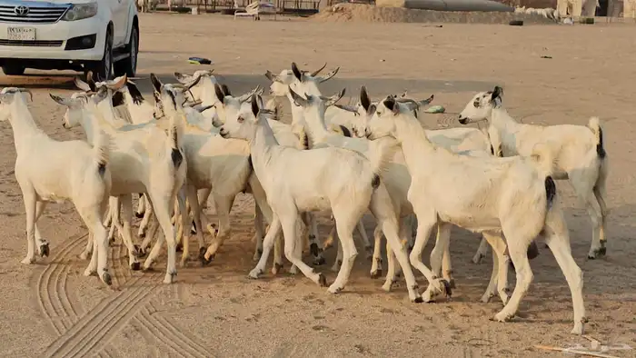 جفار بيشيات صنف طيب 5