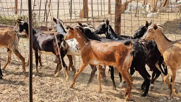 ماعز جنوبيات طيبات دفيع ومضاريع 7