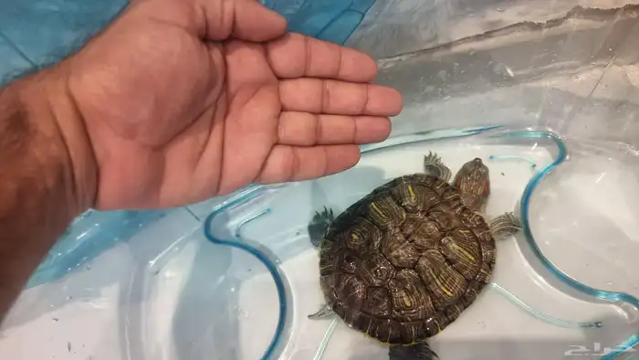 سلحفاة الحرازات 0