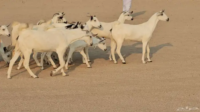 جفار بيشيات صنف طيب 10