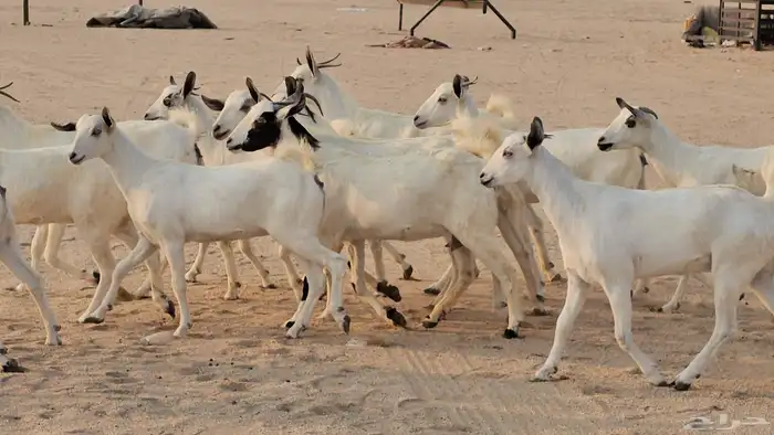 جفار بيشيات صنف طيب 4
