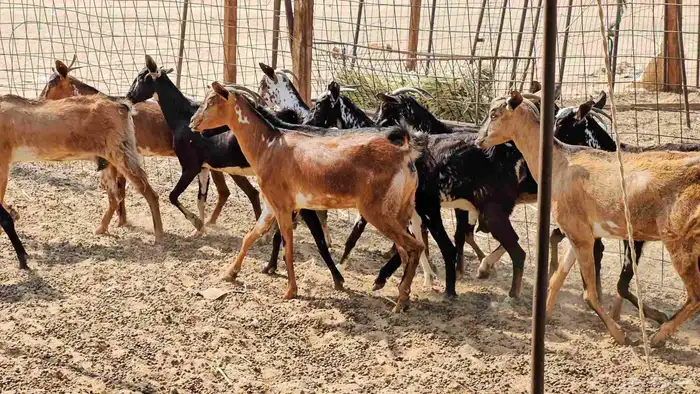 ماعز جنوبيات طيبات دفيع ومضاريع 10