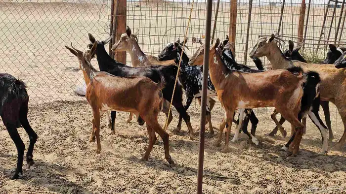 ماعز جنوبيات طيبات دفيع ومضاريع 1