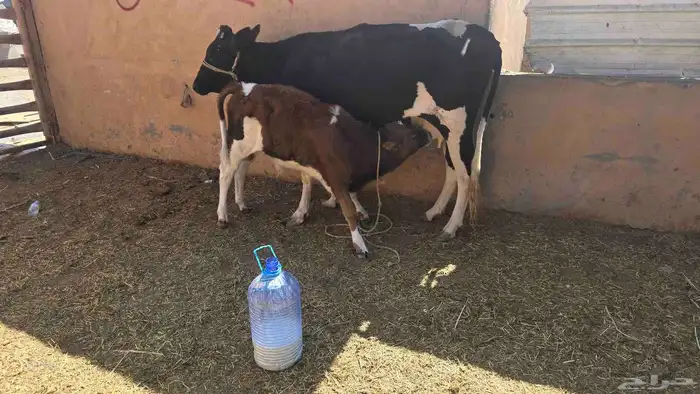 بقره ناتج كفو حليب وهديه شراط وسن ام ثلاثه 0