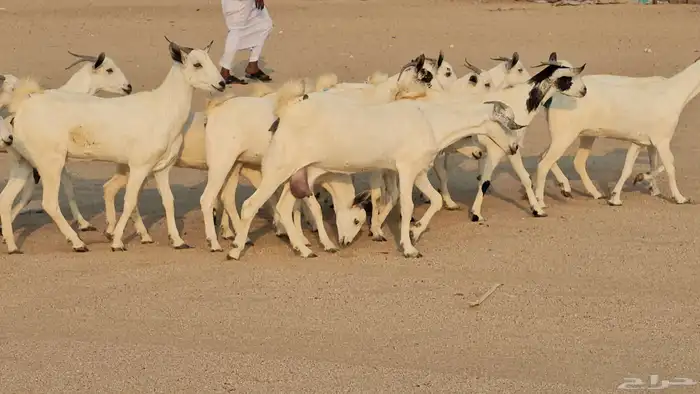 جفار بيشيات صنف طيب 11