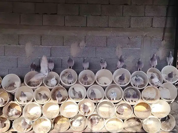 حمام فرنسي 1