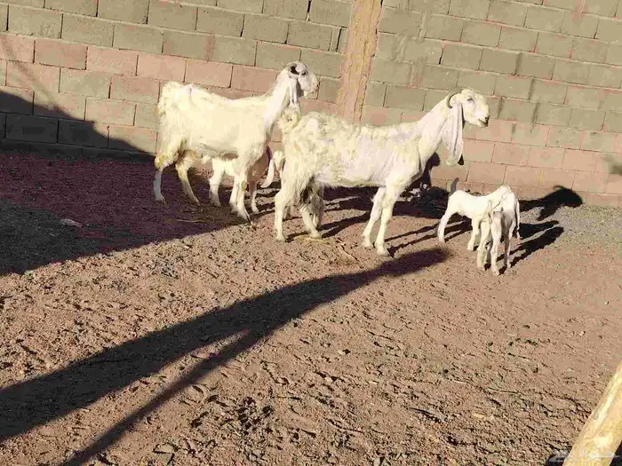 معزة مطورت العدد 2 حدرهن توام السن بداية سدس عمر عيالها 10يو 4