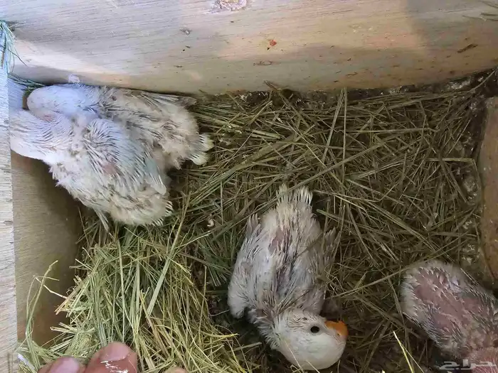 فروخ غر أونج أوبلاين وفواتح 5