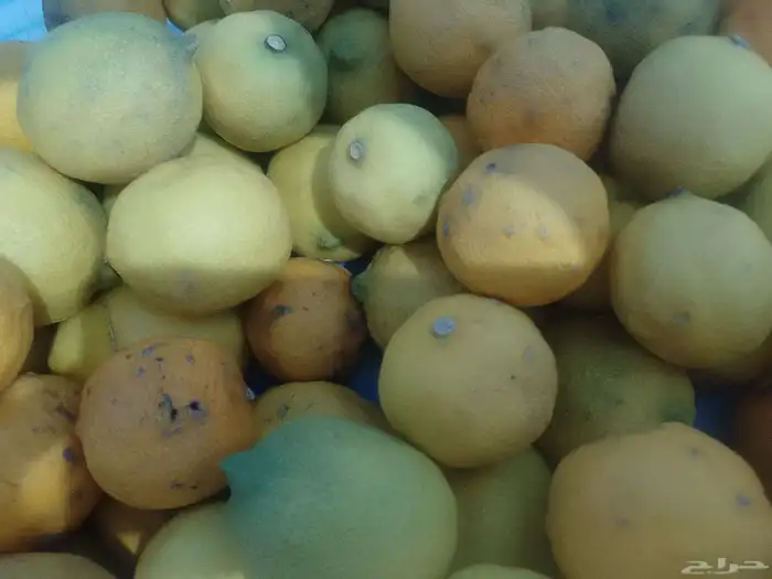 برتقال ويوسفي وليمون من المزرعة الكليو ب10 6