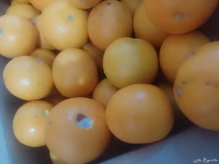 برتقال ويوسفي وليمون من المزرعة الكليو ب10 4