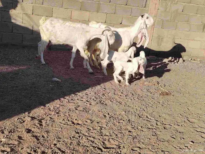 معزة مطورت العدد 2 حدرهن توام السن بداية سدس عمر عيالها 10يو 3