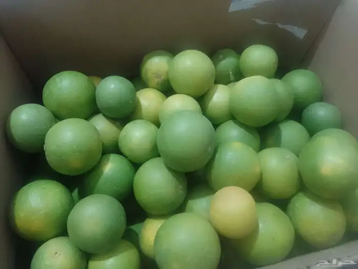 برتقال ويوسفي وليمون من المزرعة الكليو ب10 0