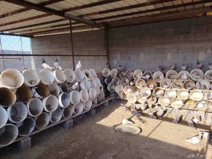 حمام فرنسي 2