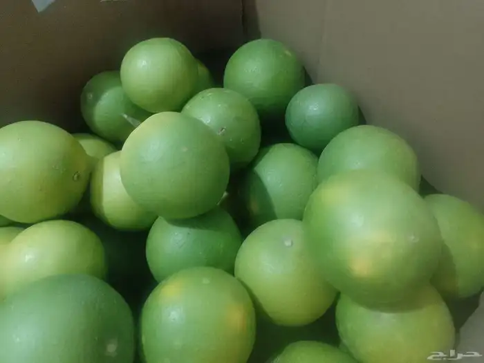 برتقال ويوسفي وليمون من المزرعة الكليو ب10 2