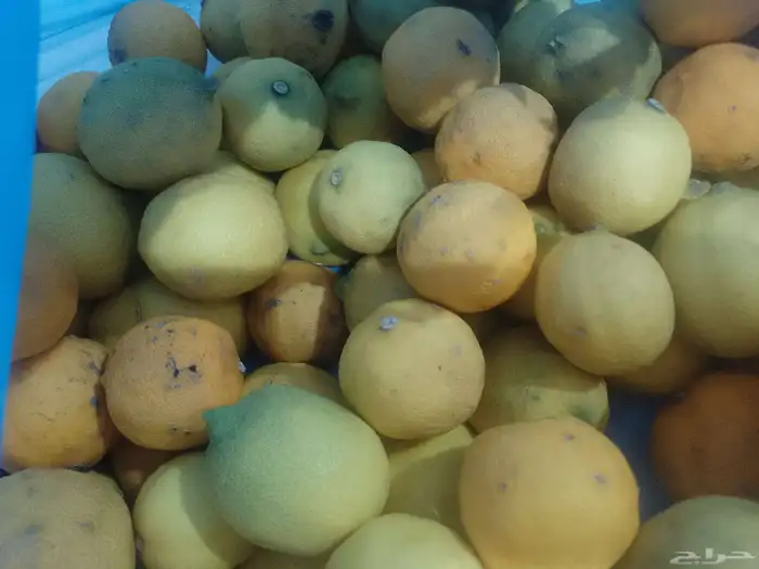 برتقال ويوسفي وليمون من المزرعة الكليو ب10 5