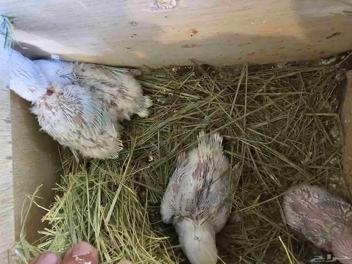 فروخ غر أونج أوبلاين وفواتح 6