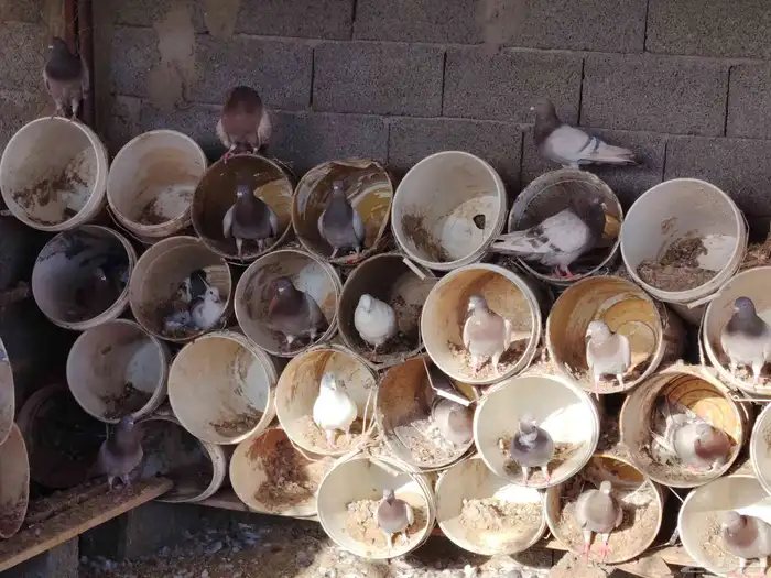 حمام فرنسي 0