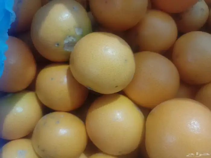 برتقال ويوسفي وليمون من المزرعة الكليو ب10 3