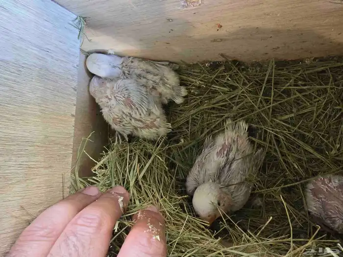 فروخ غر أونج أوبلاين وفواتح 7