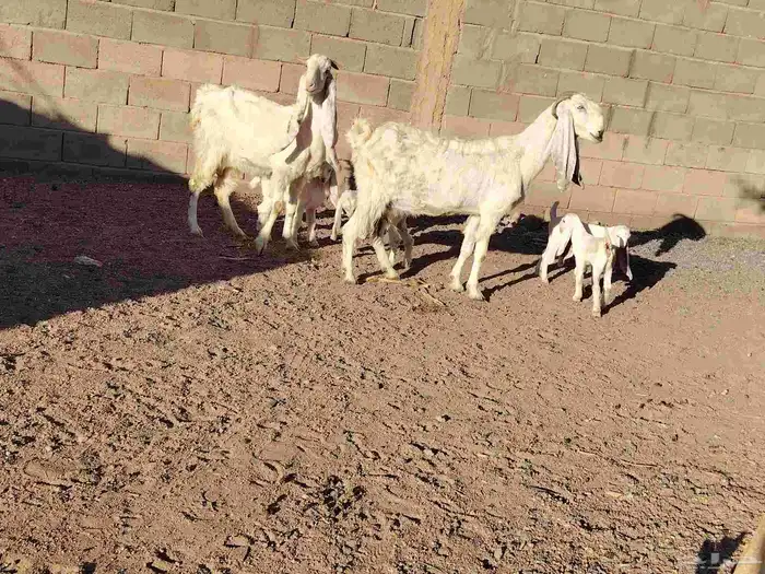 معزة مطورت العدد 2 حدرهن توام السن بداية سدس عمر عيالها 10يو 0