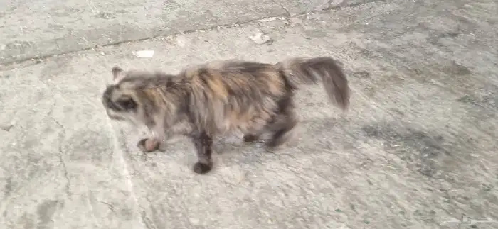 قط شيرازي أليف جميل جدا 1