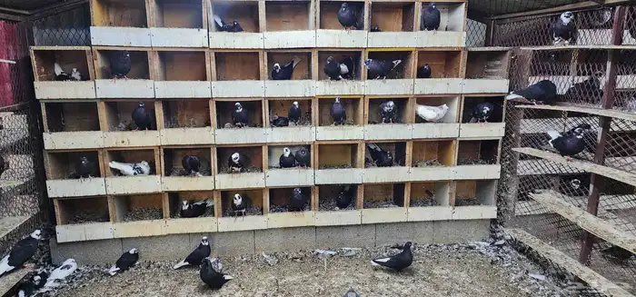 حمام قطيفي 4