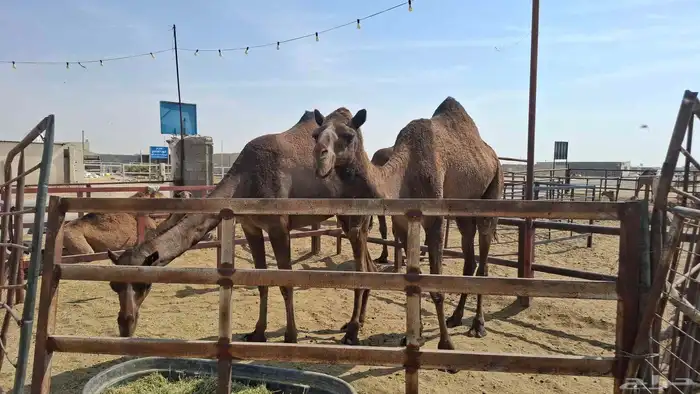 السلام عليكم لقحات على جميع الشروط اباكير لهن 10شهور لقاح 0