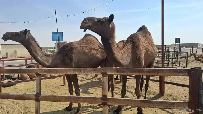 السلام عليكم لقحات على جميع الشروط اباكير لهن 10شهور لقاح 2