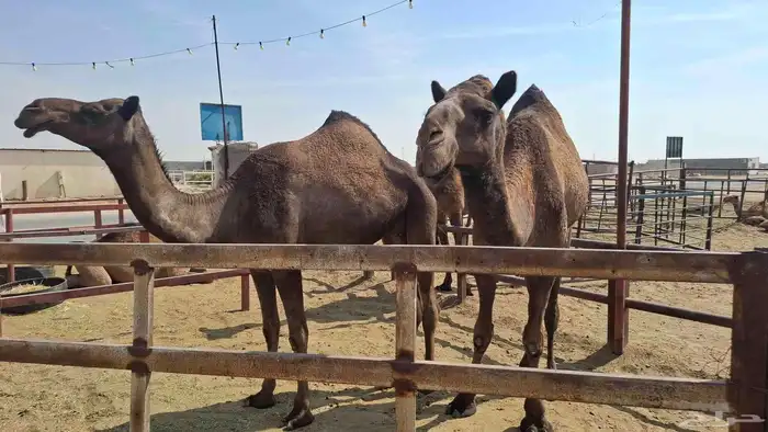 السلام عليكم لقحات على جميع الشروط اباكير لهن 10شهور لقاح 1